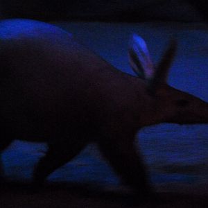 Aardvark -Faunia (2025)