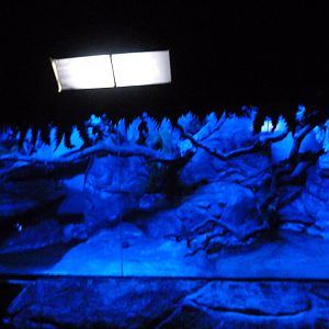 Eastern quoll exhibit -Faunia (2025)