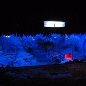 Fennec fox exhibit -Faunia (2025)