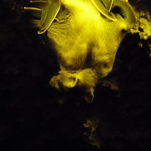 Egyptian fruit bat -Faunia (2025)