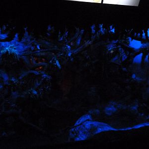 New Guinean ground cuscus exhibit -Faunia (2025)