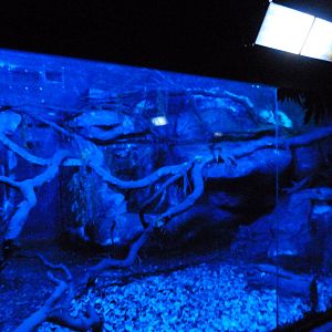 Western brush-tailed bettong, Southern three-banded armadillo and Southern tamandua exhibit -Faunia (2025)