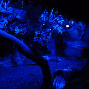 African crested porcupine exhibit -Faunia (2025)