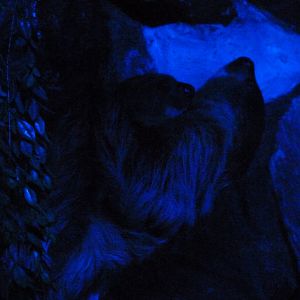 Linnaeus’ two-toed sloths -Faunia (2025)