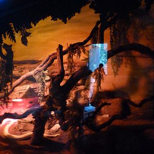 Burmese rock python exhibit -Faunia (2025)