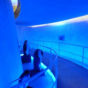 Entrance to main penguin exhibit -Faunia (2025)