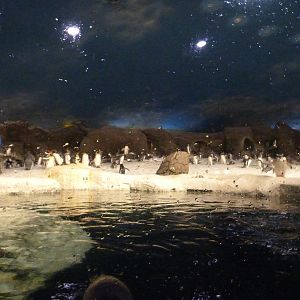 Antarctic penguins exhibit -Faunia (2025)