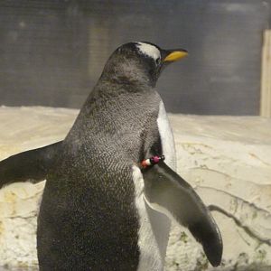 Subantarctic gentoo penguin -Faunia (2025)