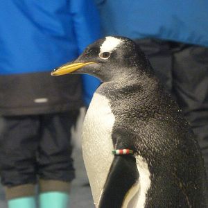 Subantarctic gentoo penguin -Faunia (2025)
