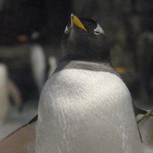 Subantarctic gentoo penguin -Faunia (2025)