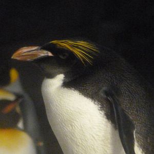 Macaroni penguin -Faunia (2025)