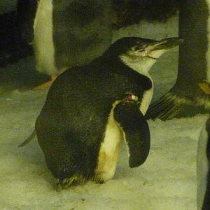 Chinstrap penguin -Faunia (2025)