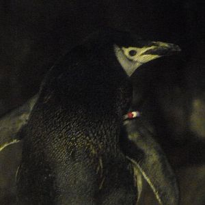 Chinstrap penguin -Faunia (2025)