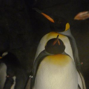 King penguins -Faunia (2025)