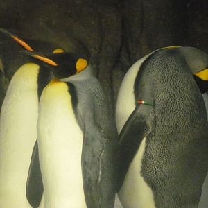 King penguins -Faunia (2025)