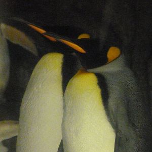 King penguins -Faunia (2025)