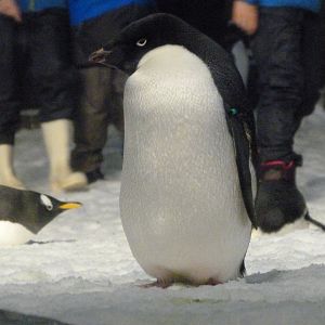 Adelie penguin -Faunia (2025)