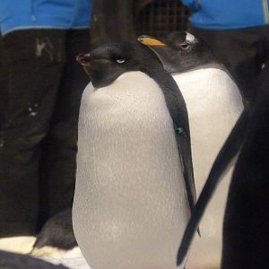 Adelie penguin -Faunia (2025)