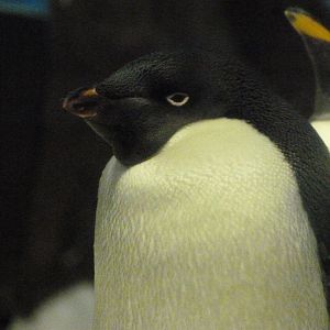 Adelie penguin -Faunia (2025)