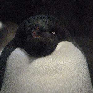 Adelie penguin -Faunia (2025)