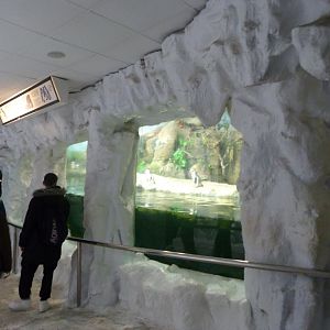 Humboldt penguin exhibit -Faunia (2025)