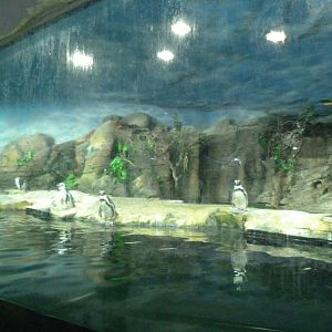 Humboldt penguin exhibit -Faunia (2025)