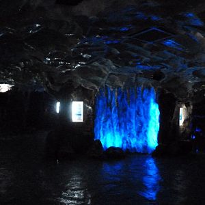 Penguin underwater viewing area themeing -Faunia (2025)