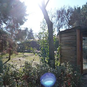 Kirk’s dik-dik, Grey-crowned crane, Aldabra giant tortoise and African spurred tortoise exhibit -Faunia (2025)