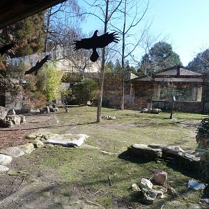 Kirk’s dik-dik, Grey-crowned crane, Aldabra giant tortoise and African spurred tortoise exhibit -Faunia (2025)