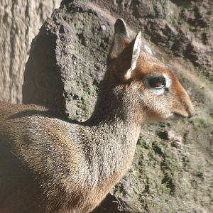 Kirk’s dik-dik -Faunia (2025)