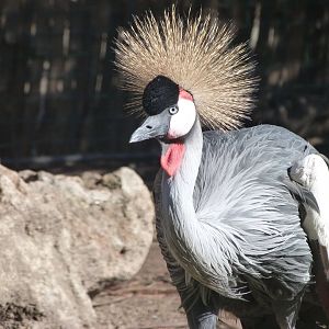 Grey-crowned crane -Faunia (2025)