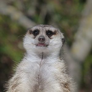 Meerkat -Faunia (2025)