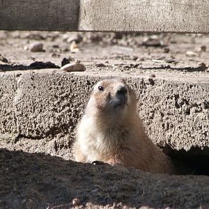 Black-tailed prairie dog -Faunia (2025)