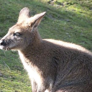 Bennett’s wallaby -Faunia (2025)