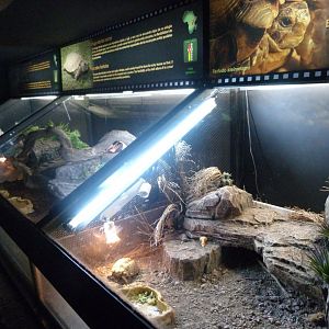 "Fauna Amenazada" exhibits -Faunia (2025)