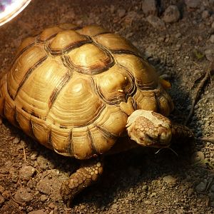 Egyptian tortoise -Faunia (2025)