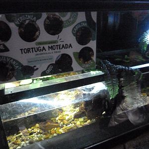 Iberian ribbed newt and Spotted turtle exhibits -Faunia (2025)