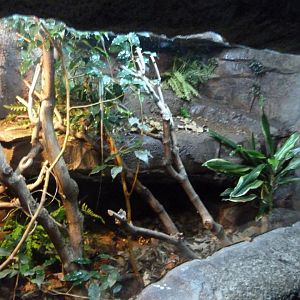 Serrated casquehead iguana exhibit -Faunia (2025)