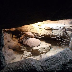 North African uromastyx exhibit -Faunia (2025)