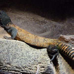 North African uromastyx -Faunia (2025)