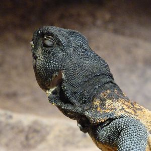 North African uromastyx -Faunia (2025)