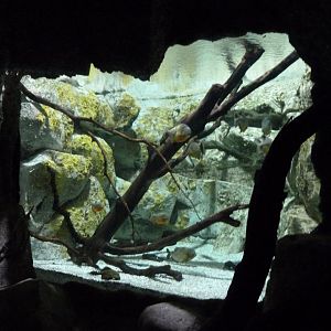 Red-bellied piranha and Leopard cactus pleco exhibit -Faunia (2025)