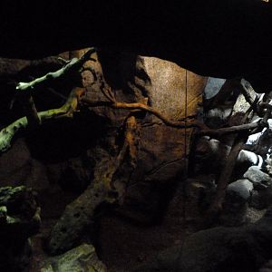 Lace monitor exhibit -Faunia (2025)