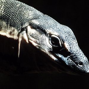 Lace monitor -Faunia (2025)