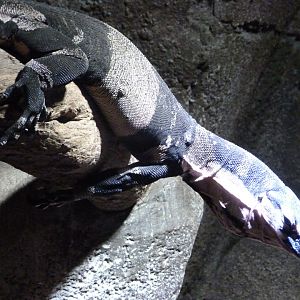 Lace monitor -Faunia (2025)