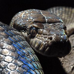 Scrub python -Faunia (2025)