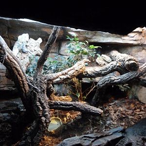 Frill-necked lizard exhibit -Faunia (2025)