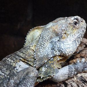 Frill-necked lizard -Faunia (2025)