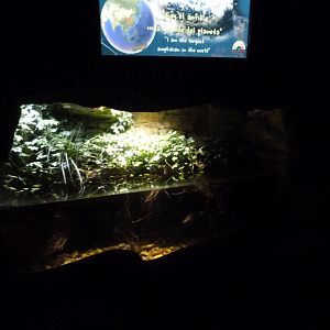 Chinese giant salamander exhibit -Faunia (2025)