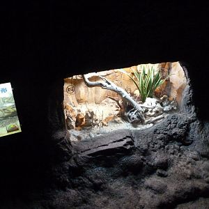 Pancake tortoise exhibit -Faunia (2025)